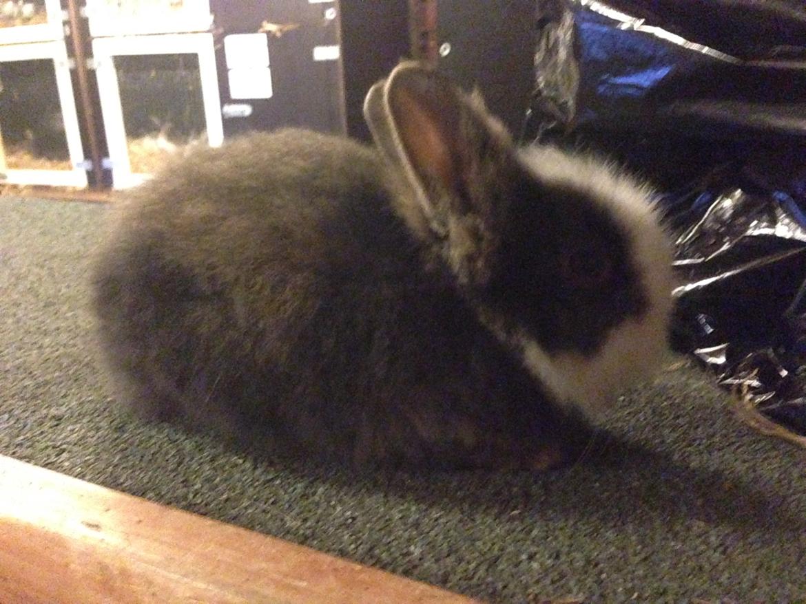 Kanin Noah - Noah, ca 6 uger gammel billede 2