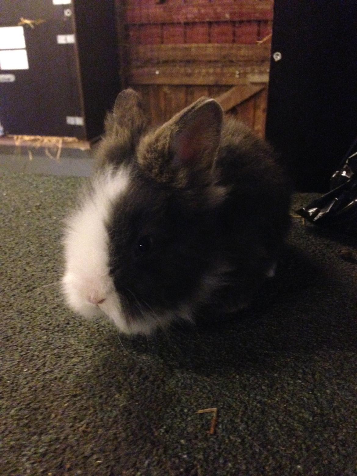 Kanin Noah - Noah, ca 6 uger gammel billede 3