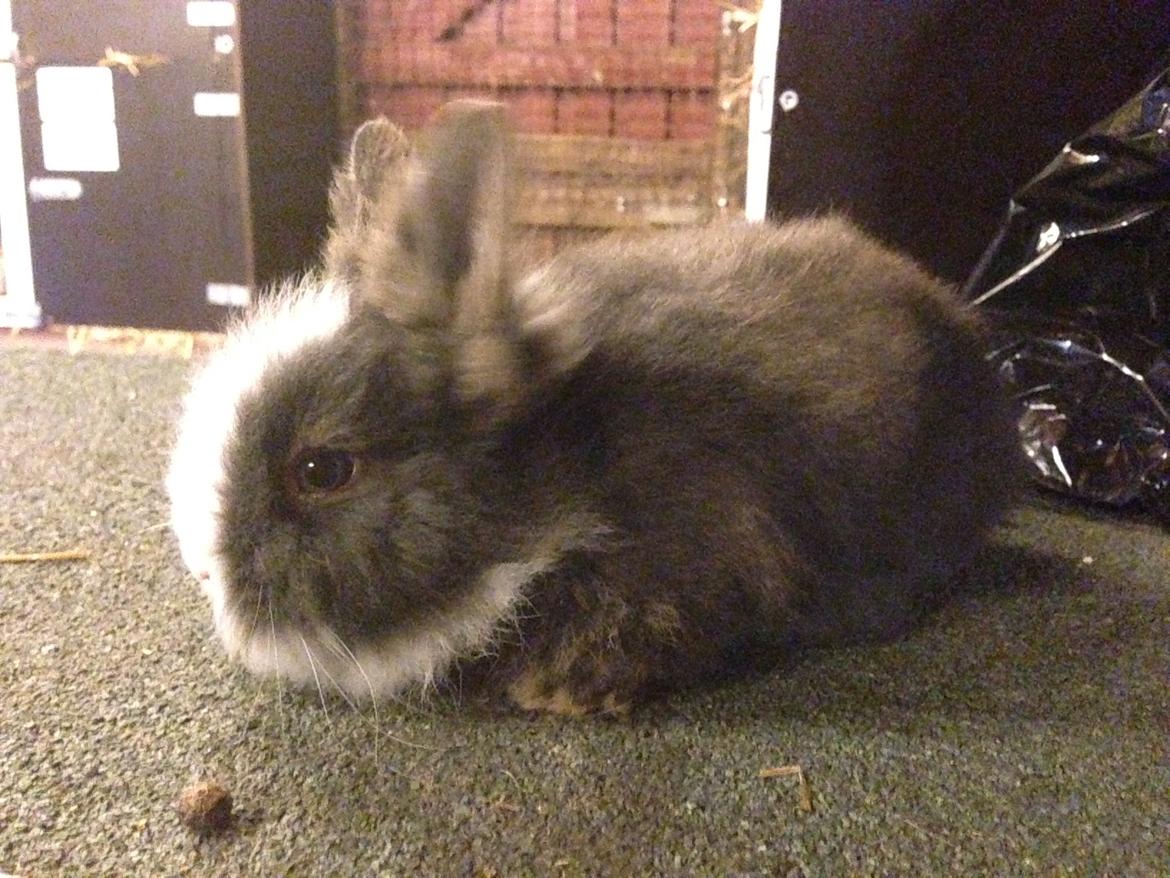 Kanin Noah - Noah, ca 6 uger gammel billede 4