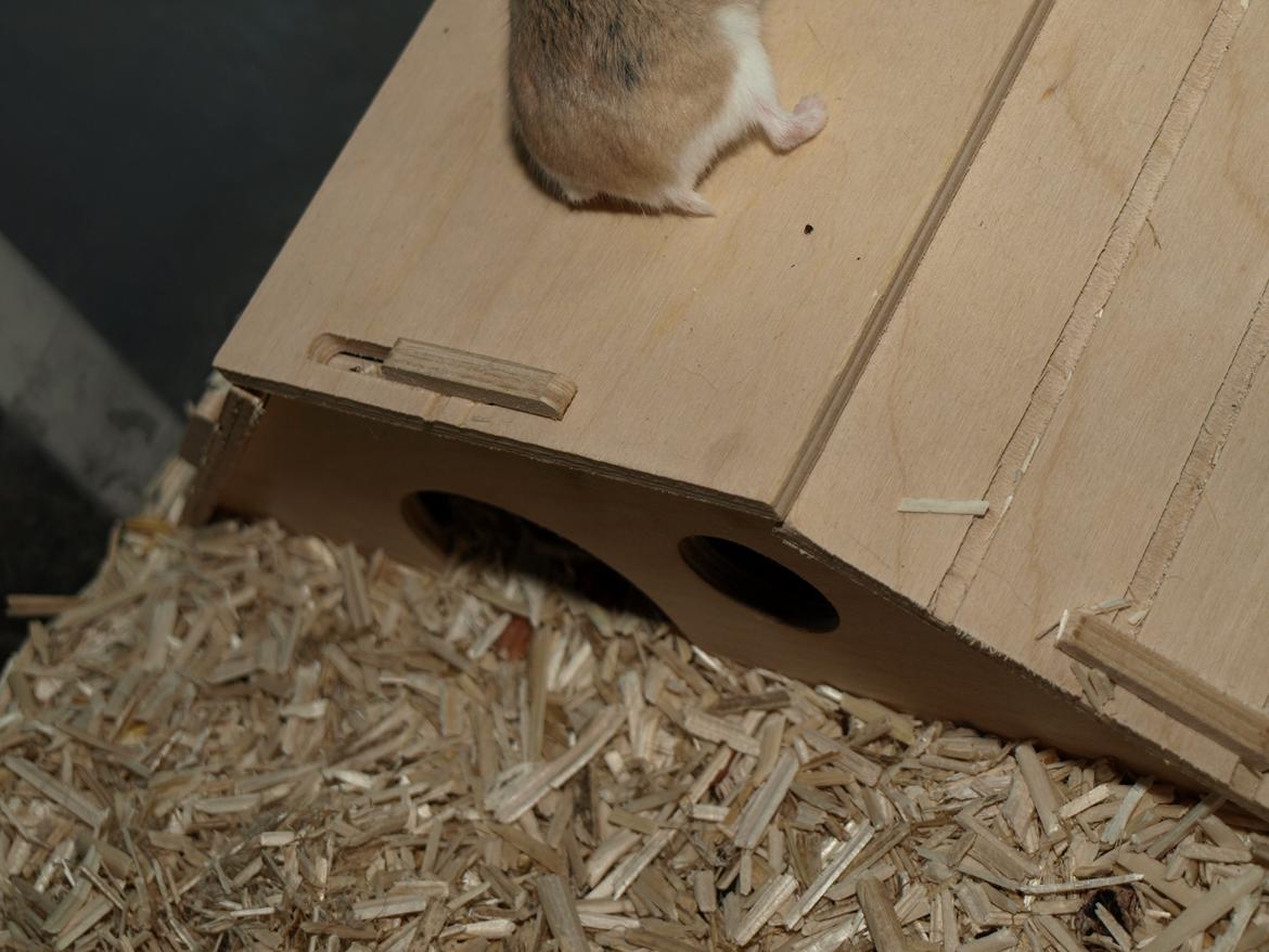 Dværghamster Sputnik's Mathilde*RIP* - 17. November 2013 billede 24