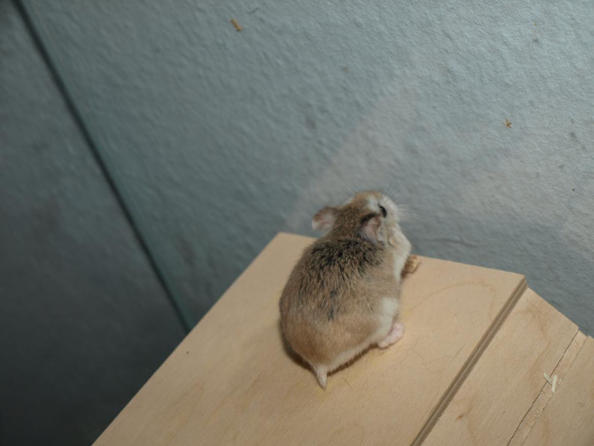 Dværghamster Sputnik's Mathilde*RIP* - 17. November 2013 billede 25