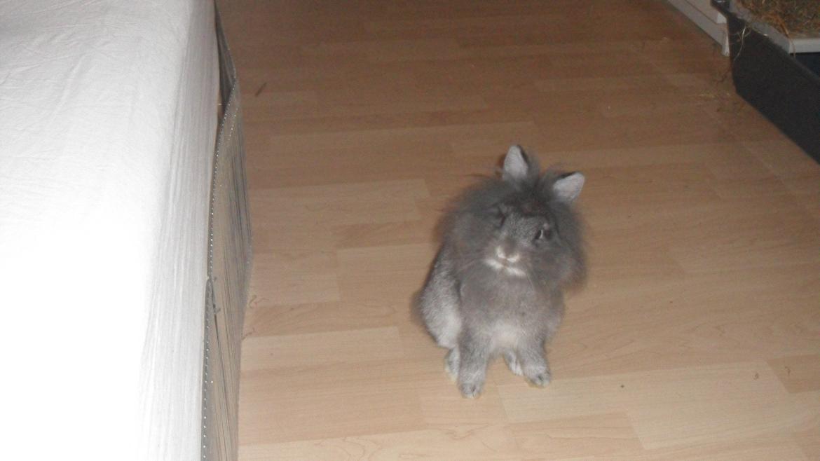 Kanin Amigos Mio - Elsker lille Mio <3 billede 19