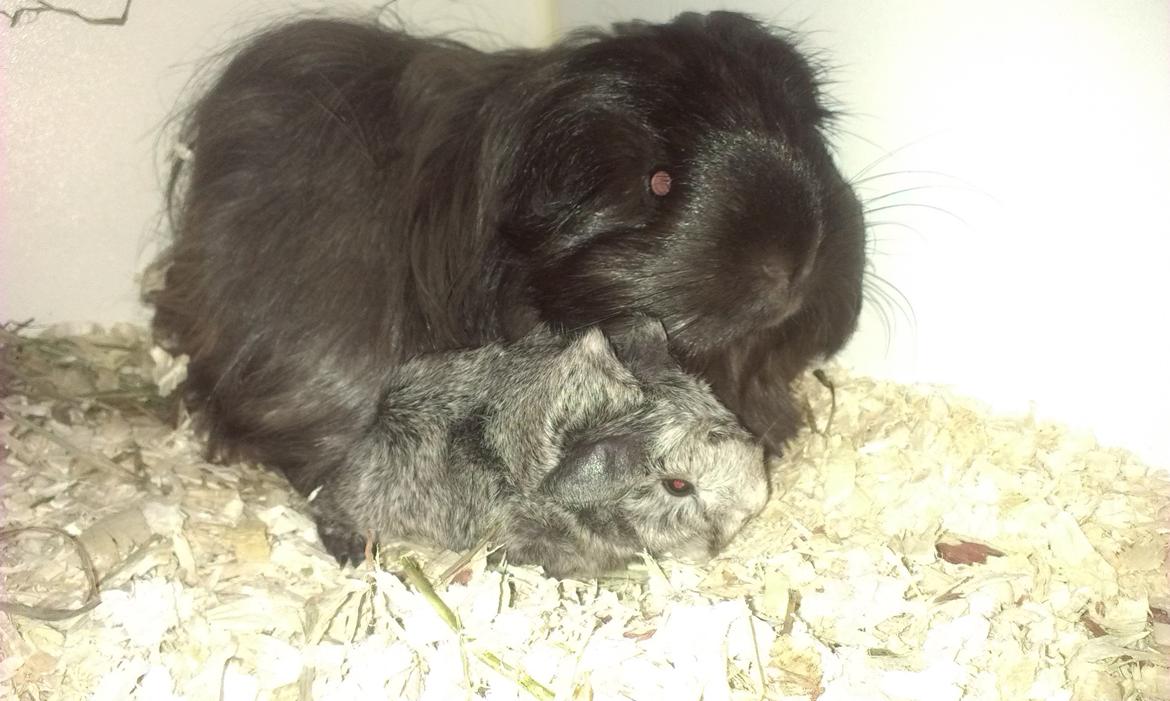 Marsvin Rose og Bøg's Gilbert Blythe - Nyfødt lille Gilbert ligger sammen med sin mor, Nuvi <3 billede 22