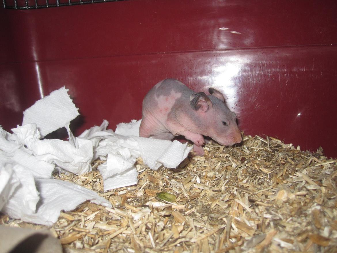 Hamster Pelle billede 5