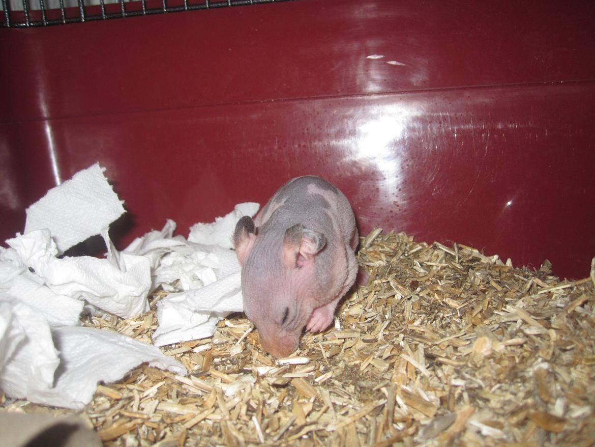 Hamster Pelle billede 6