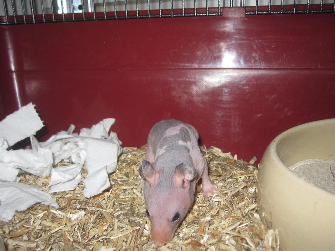 Hamster Pelle billede 7