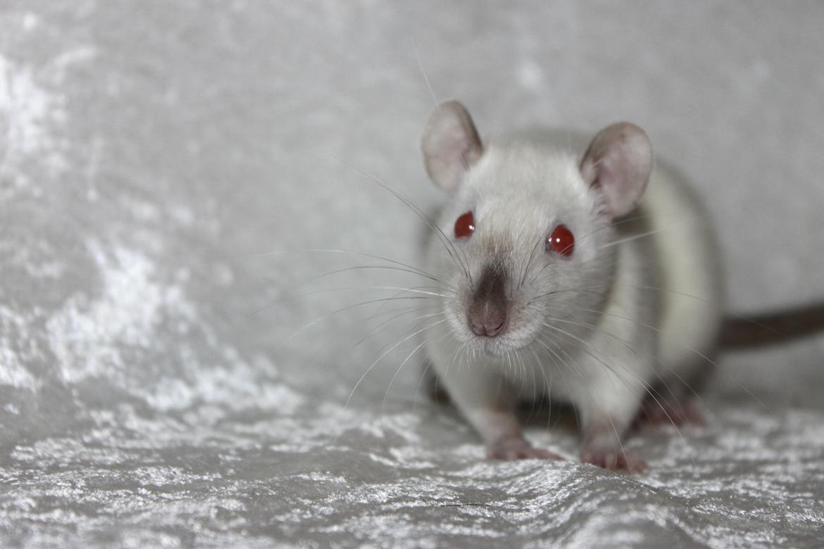 Tamrotte Soraka billede 1