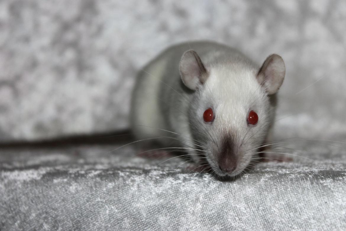 Tamrotte Soraka billede 3