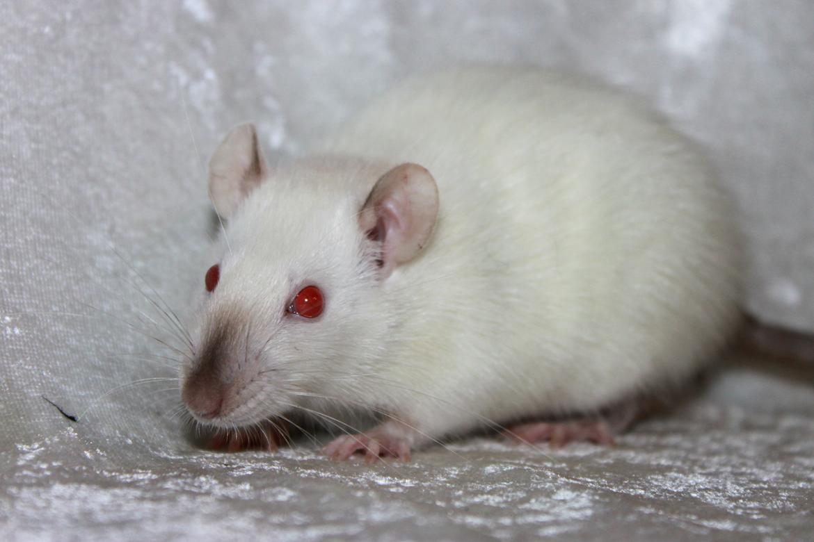 Tamrotte Soraka billede 2