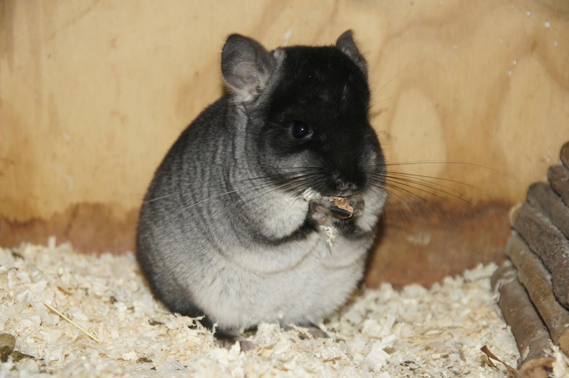 Chinchilla Lotus billede 1