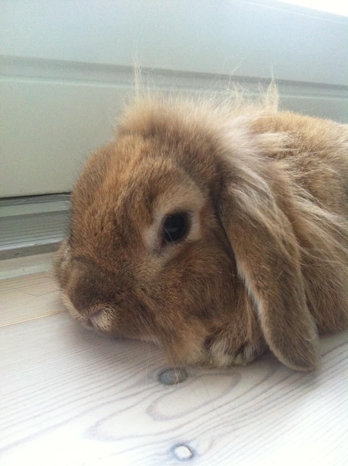 Kanin Gucci billede 1