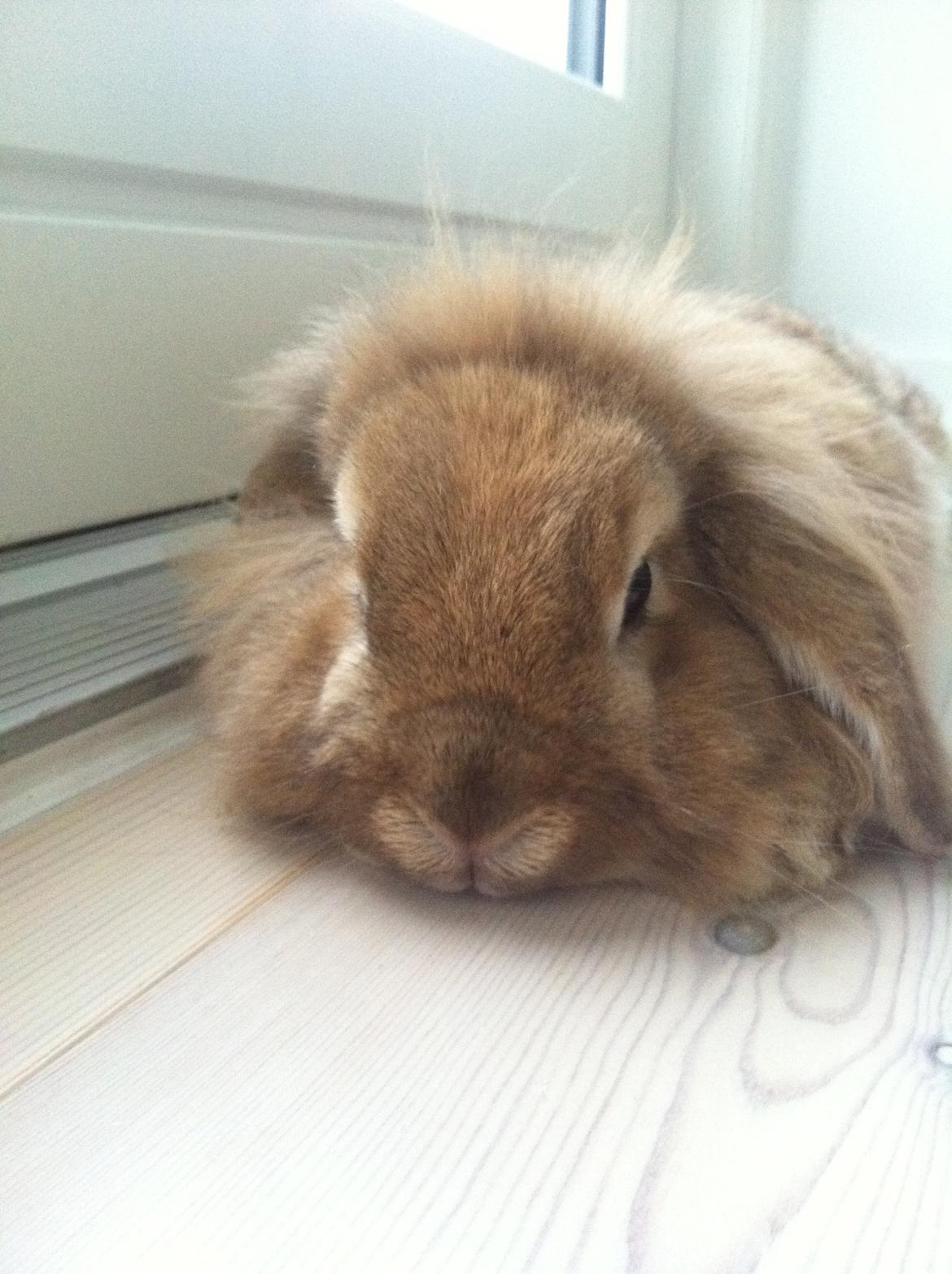 Kanin Gucci billede 2