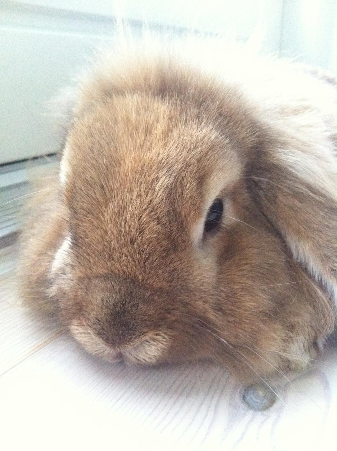 Kanin Gucci billede 3