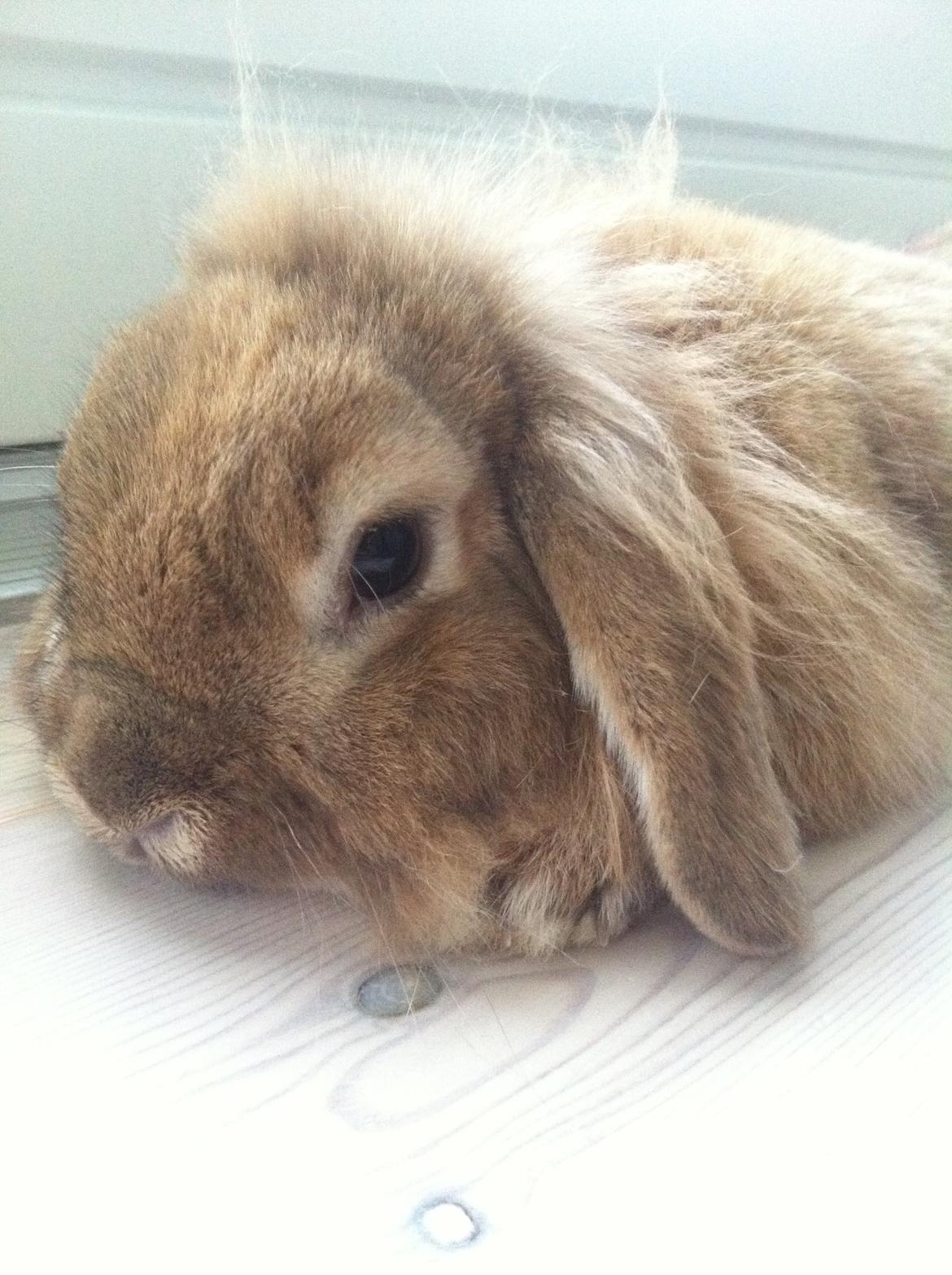 Kanin Gucci billede 4