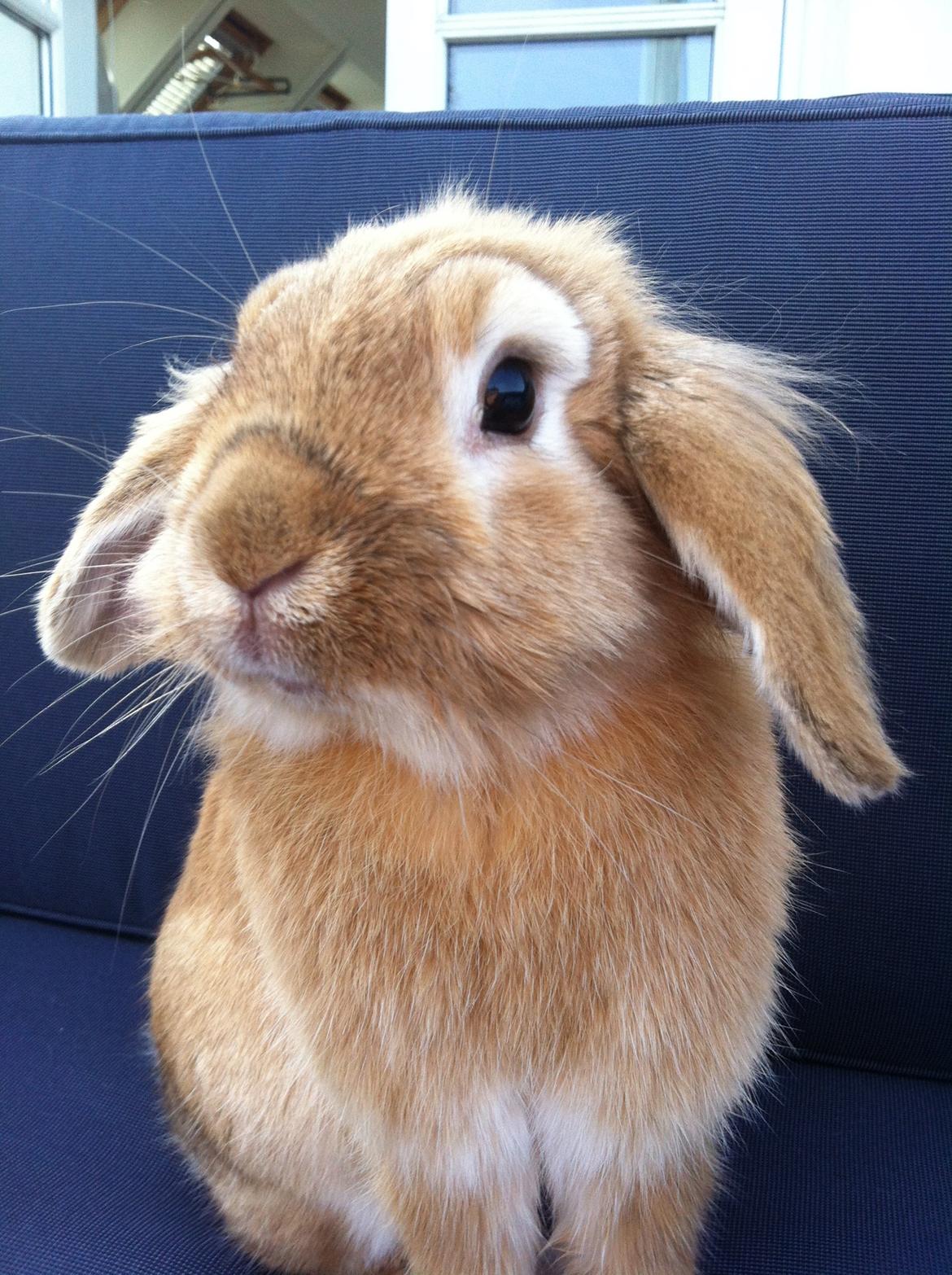 Kanin Gucci billede 5