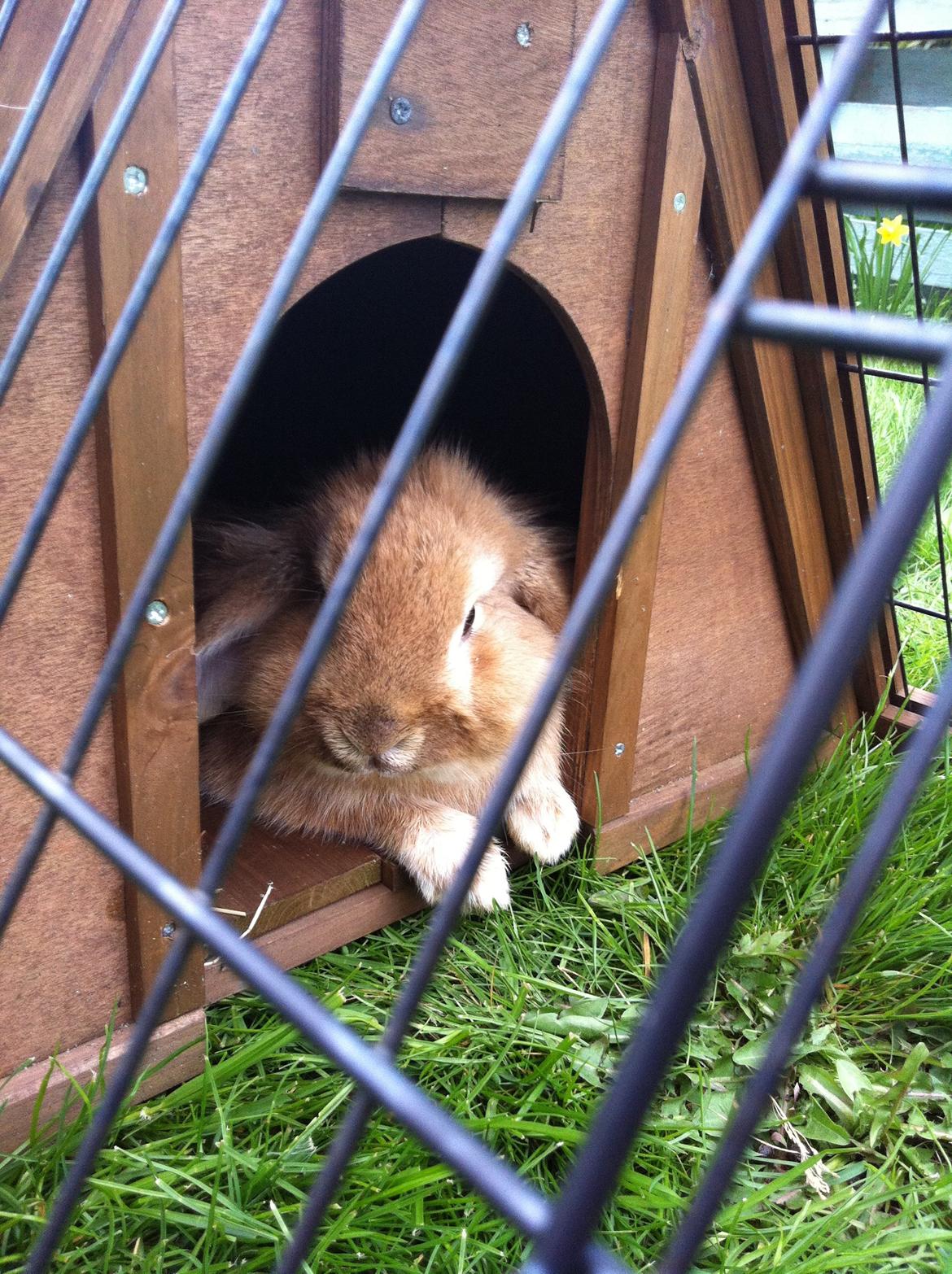 Kanin Gucci billede 6