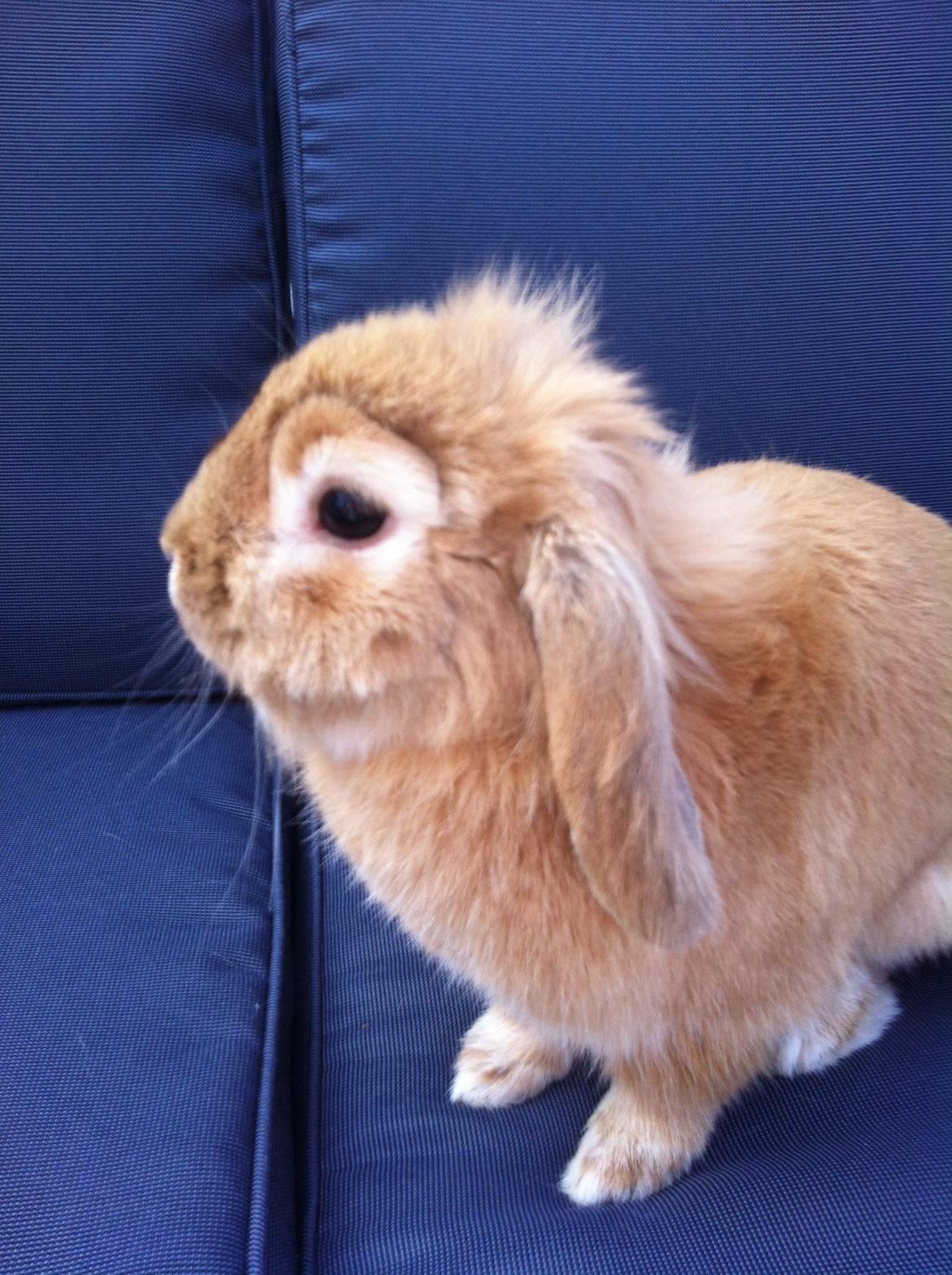 Kanin Gucci billede 7