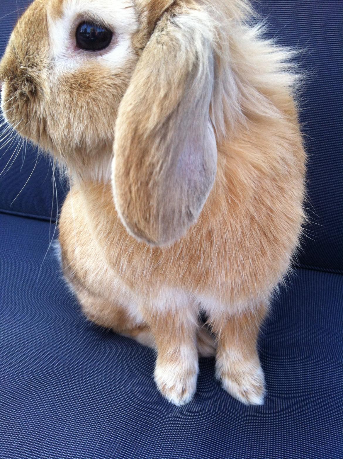 Kanin Gucci billede 8