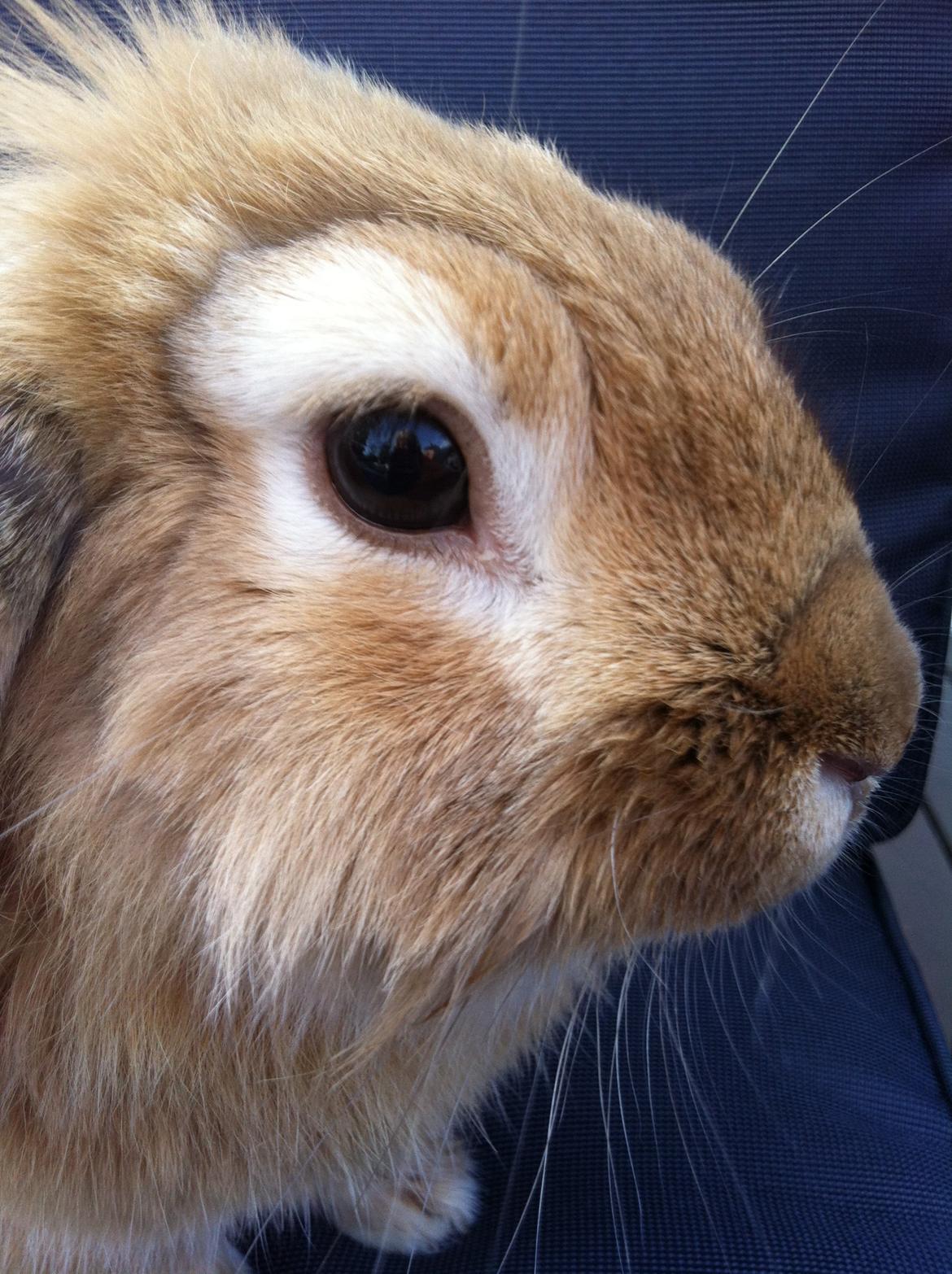 Kanin Gucci billede 9