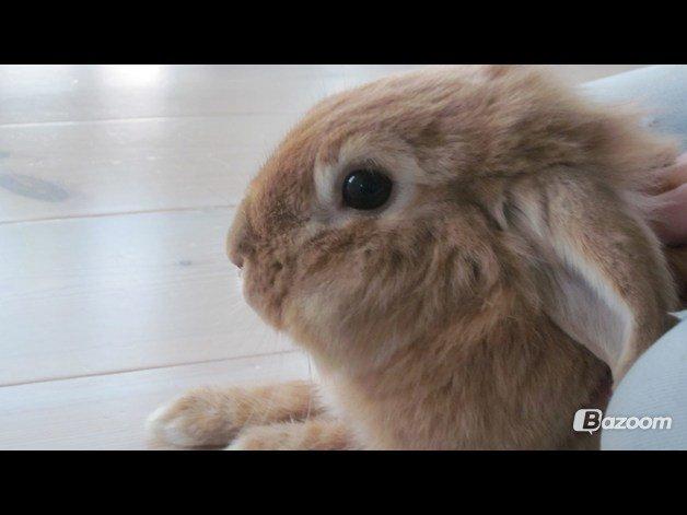 Kanin Gucci billede 10