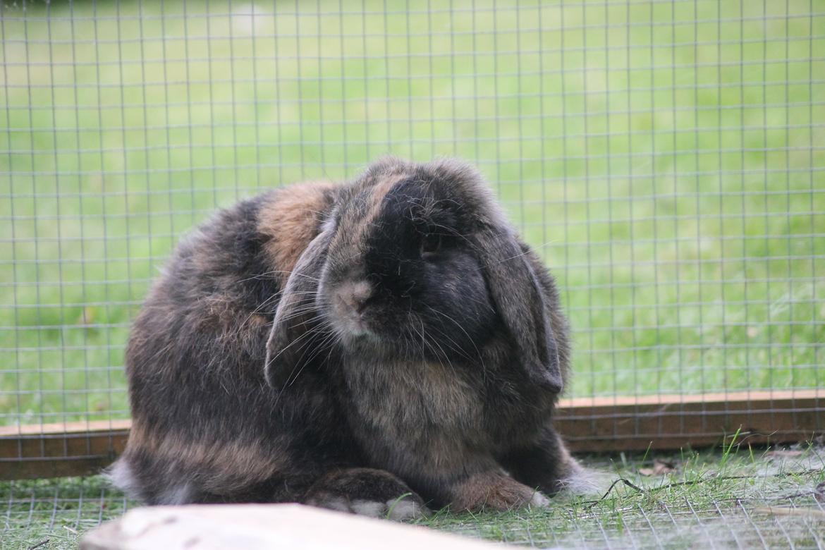 Kanin Kaninbyens Diablo >> Diablo << billede 1