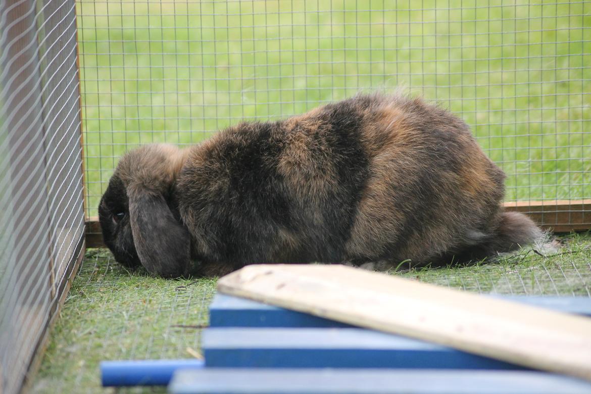 Kanin Kaninbyens Diablo >> Diablo << billede 2