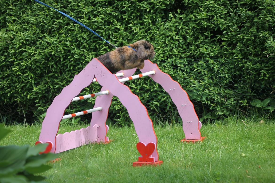 Kanin Kaninbyens Diablo >> Diablo << billede 3