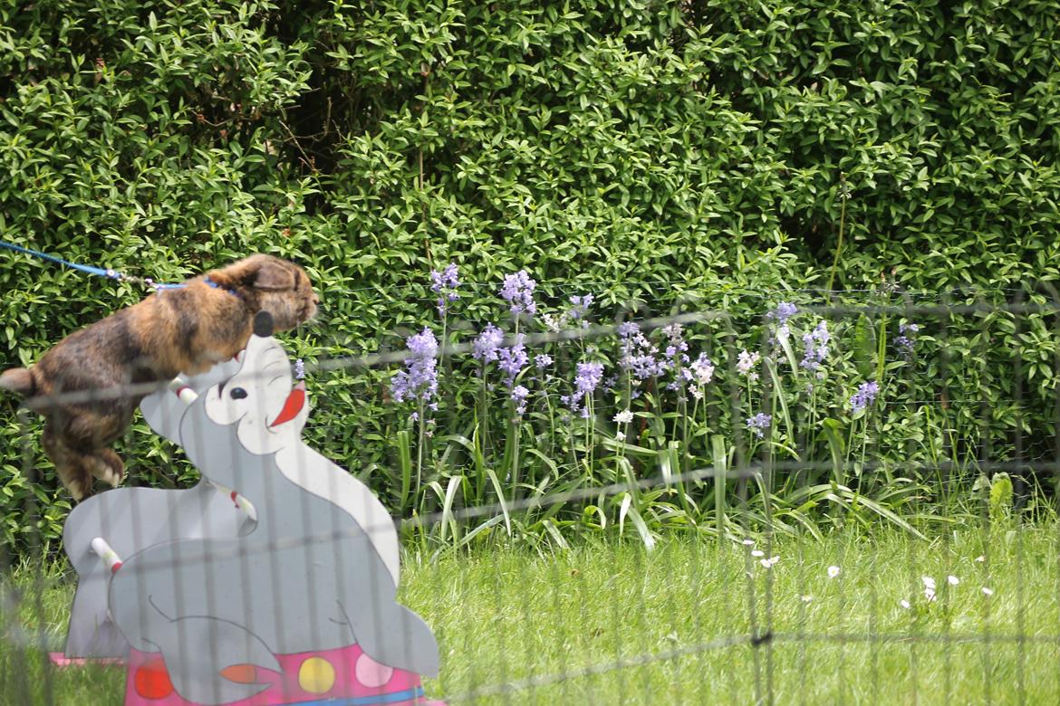 Kanin Kaninbyens Diablo >> Diablo << billede 4