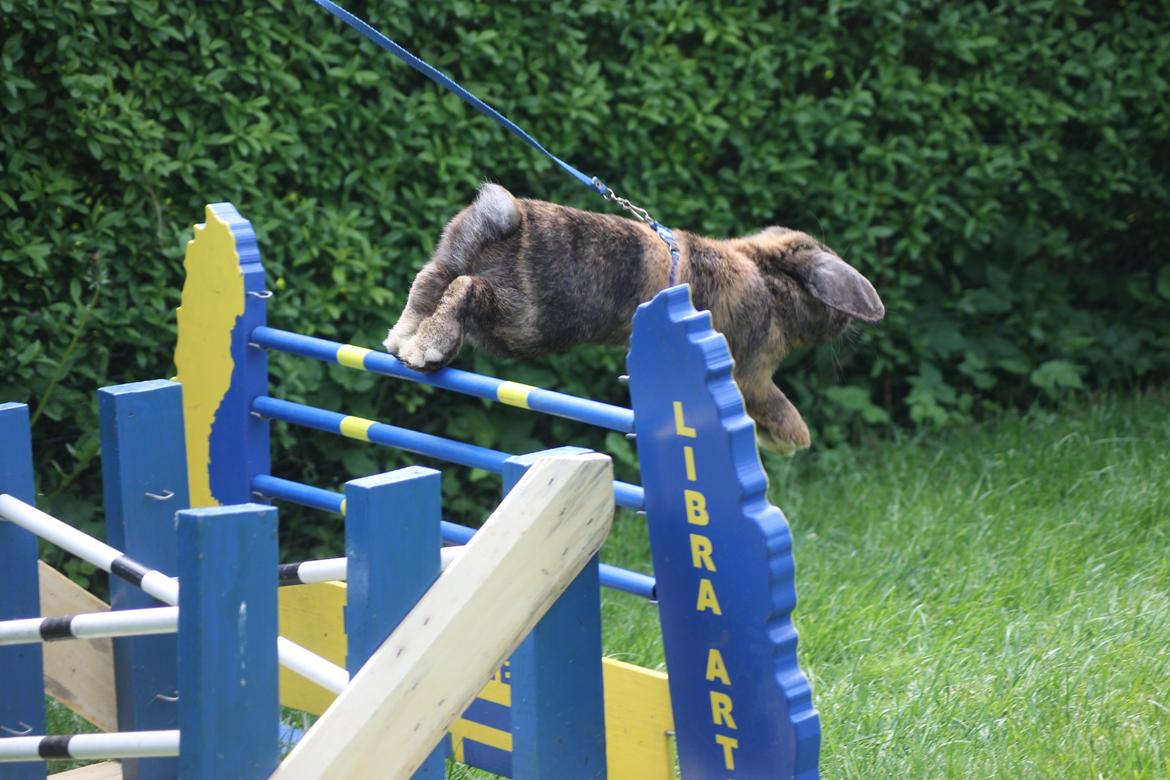 Kanin Kaninbyens Diablo >> Diablo << billede 5