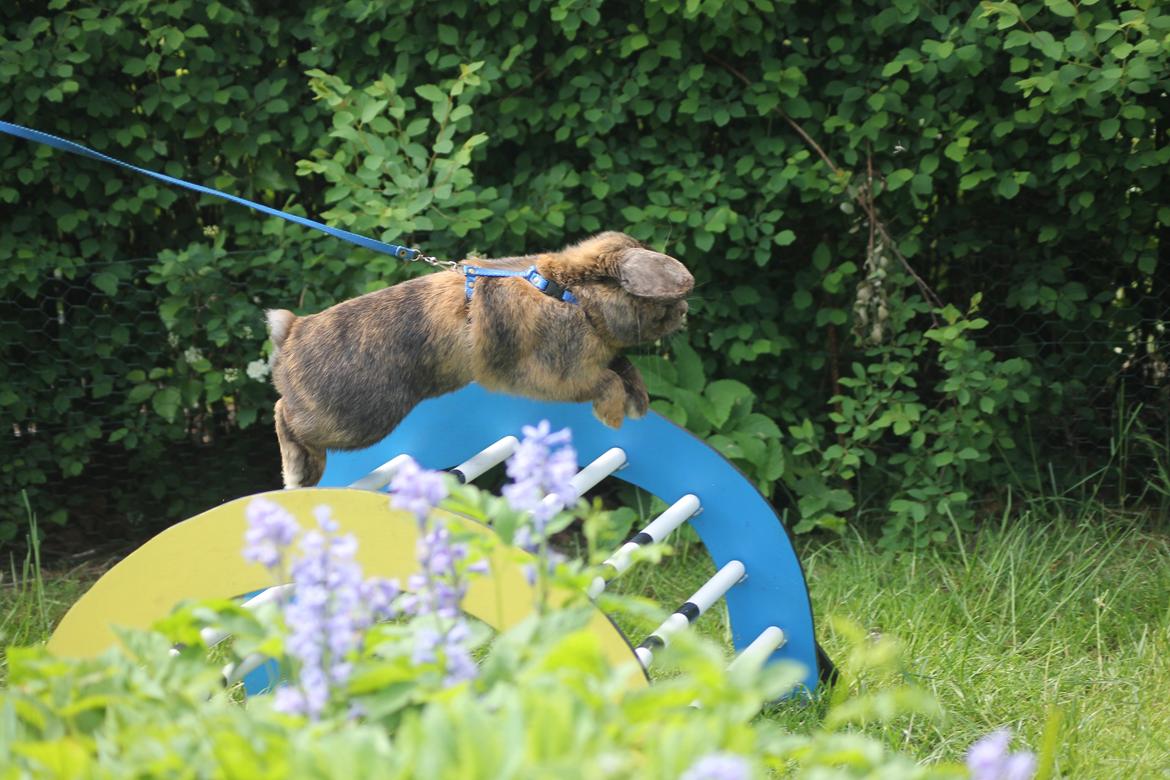 Kanin Kaninbyens Diablo >> Diablo << billede 6