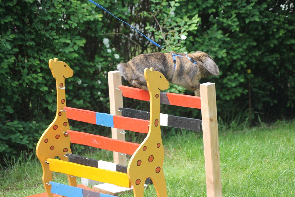 Kanin Kaninbyens Diablo >> Diablo << billede 7