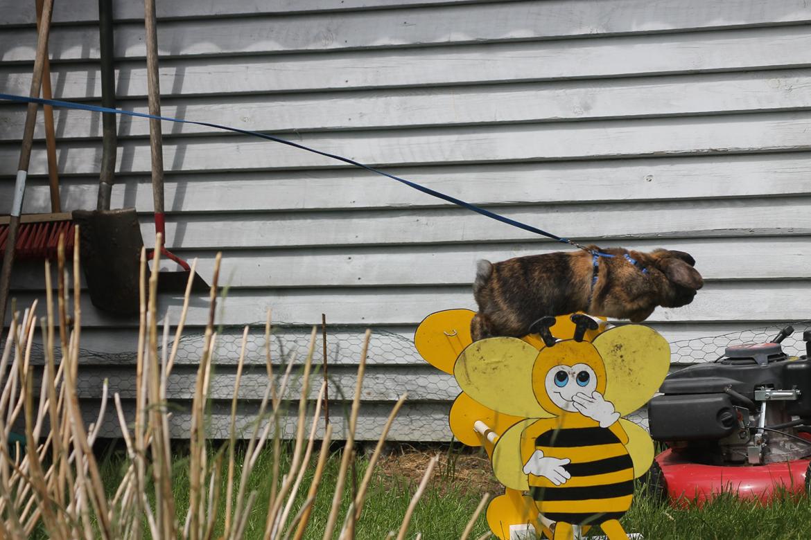 Kanin Kaninbyens Diablo >> Diablo << billede 8