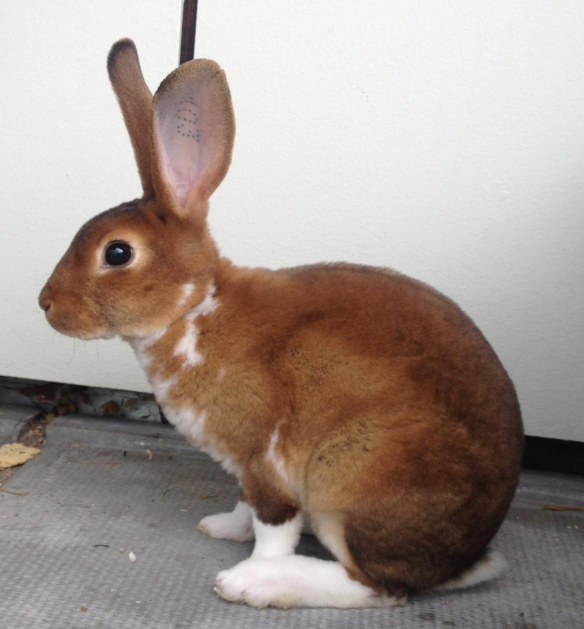 Kanin Ingolf (tidl kanin) billede 1