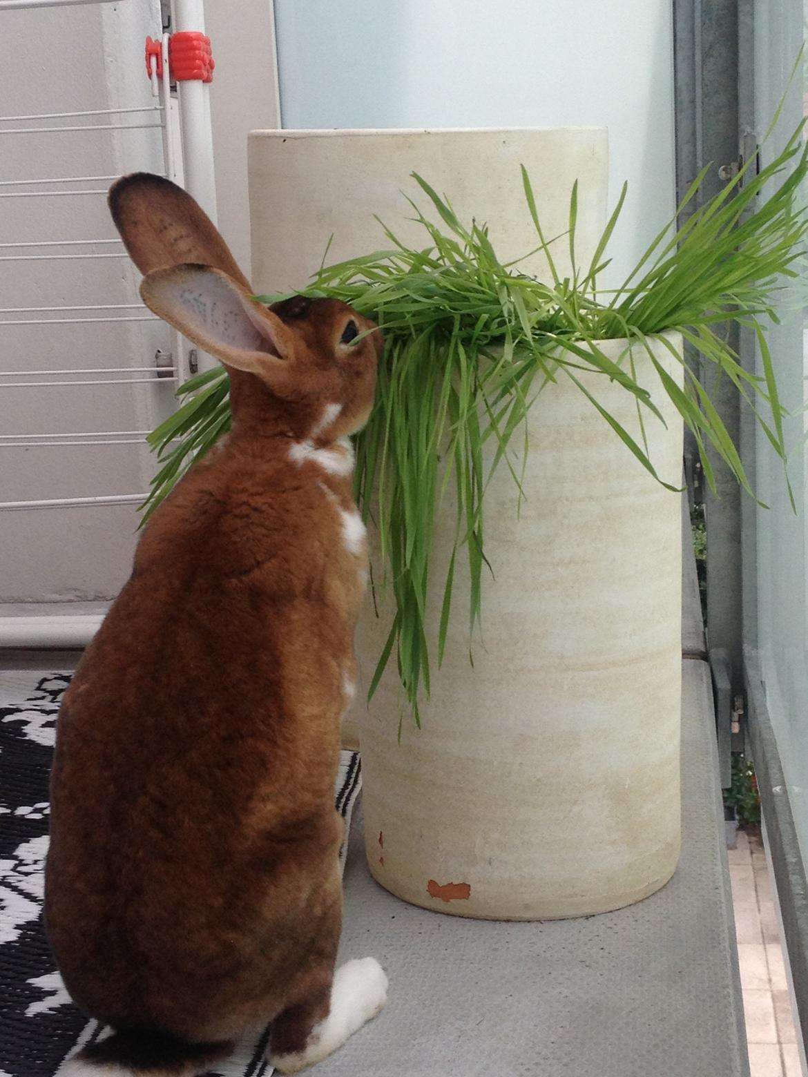 Kanin Ingolf (tidl kanin) billede 2