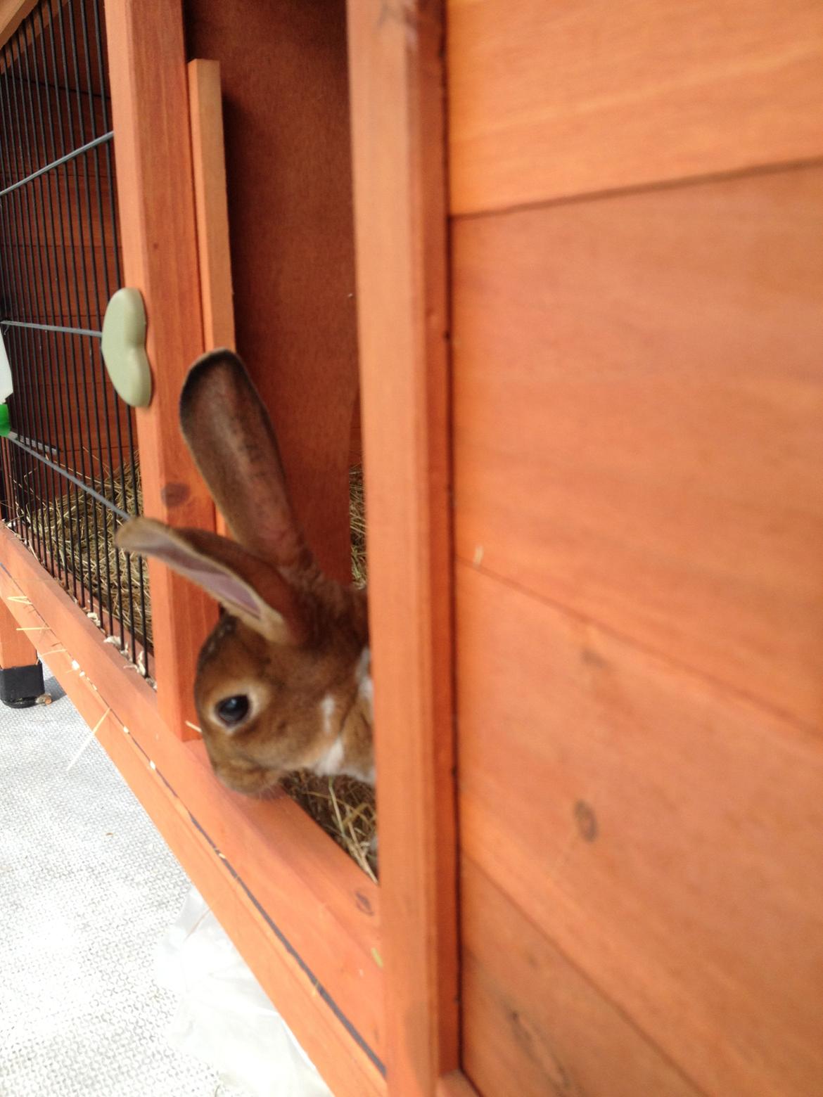 Kanin Ingolf (tidl kanin) billede 3