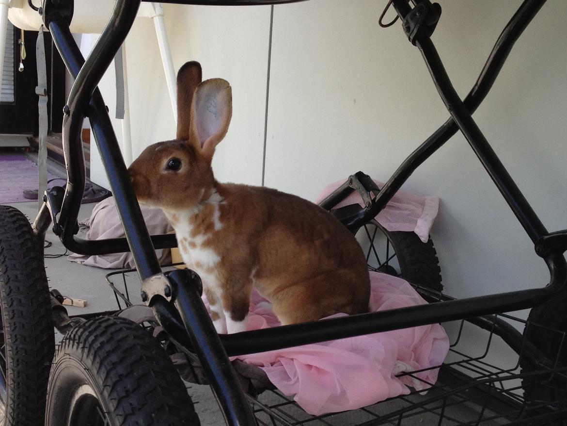 Kanin Ingolf (tidl kanin) billede 4