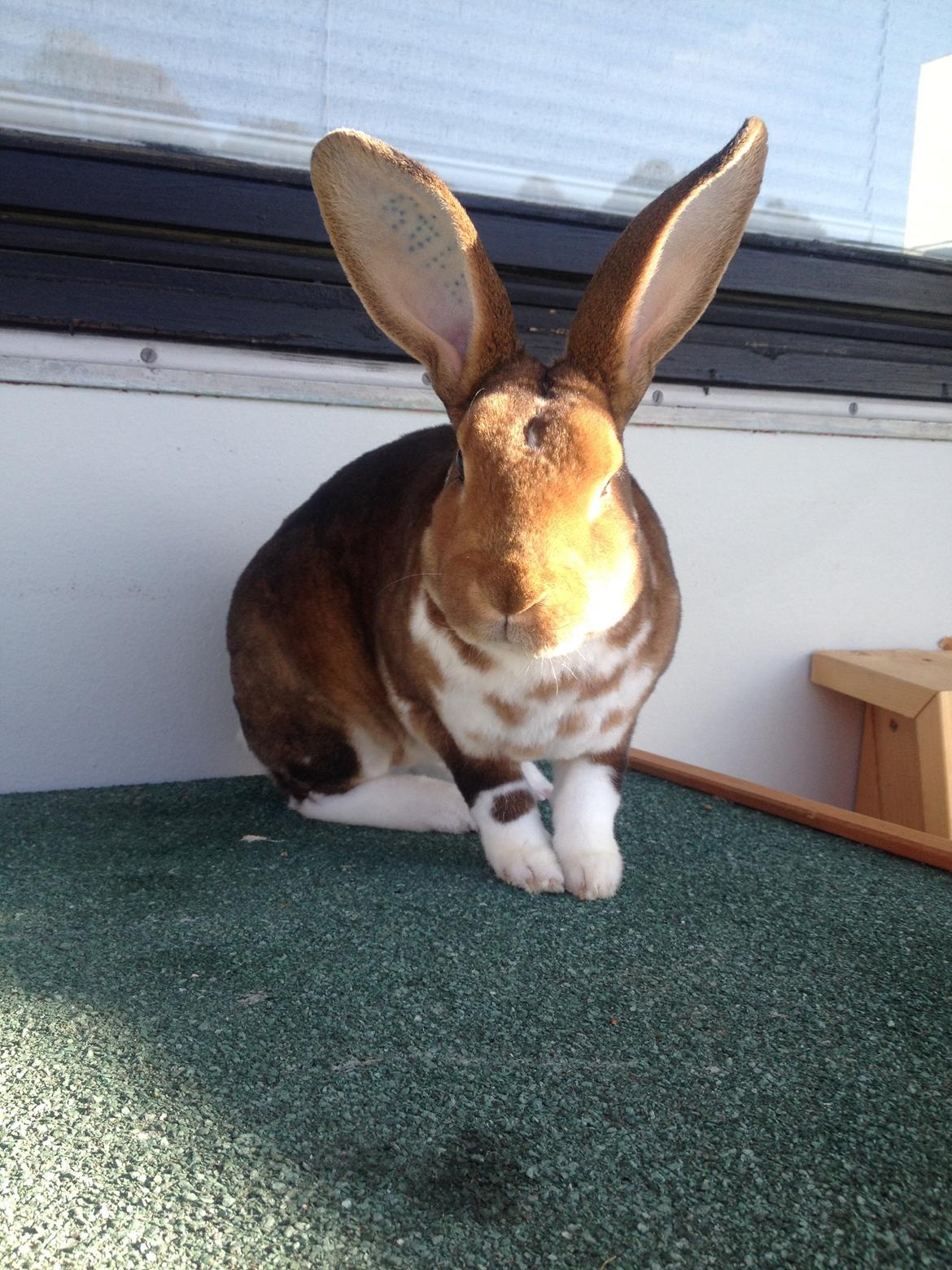 Kanin Ingolf (tidl kanin) billede 7