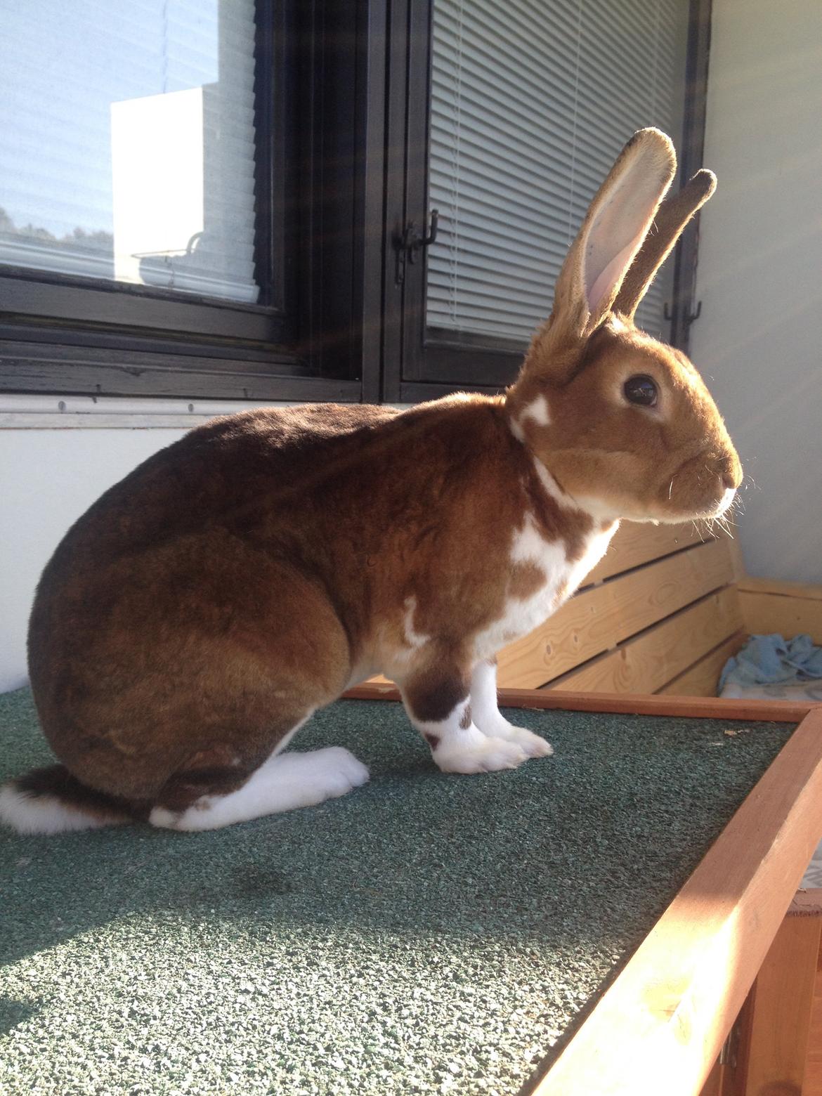 Kanin Ingolf (tidl kanin) billede 5