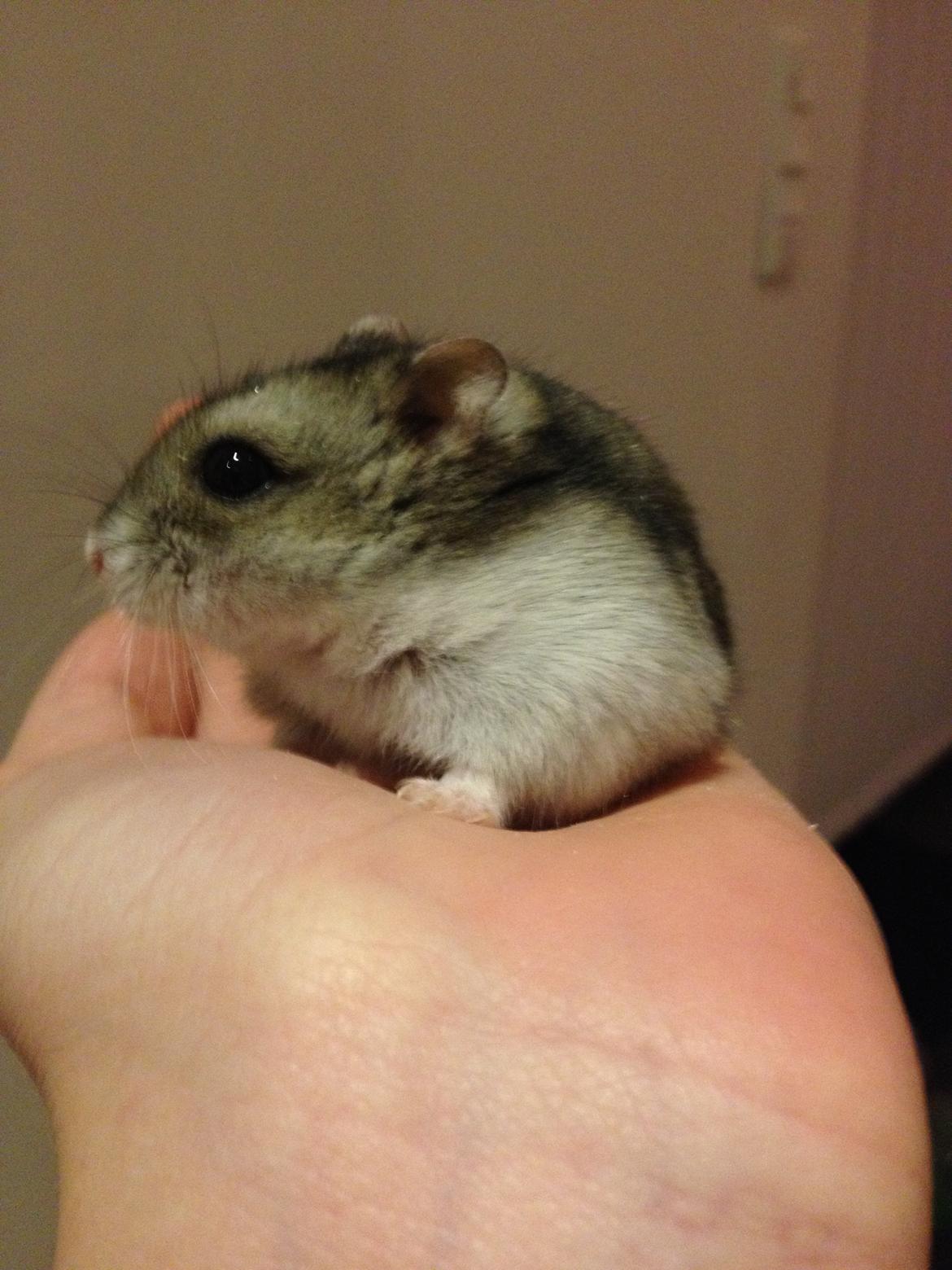 Hamster Nugga billede 17