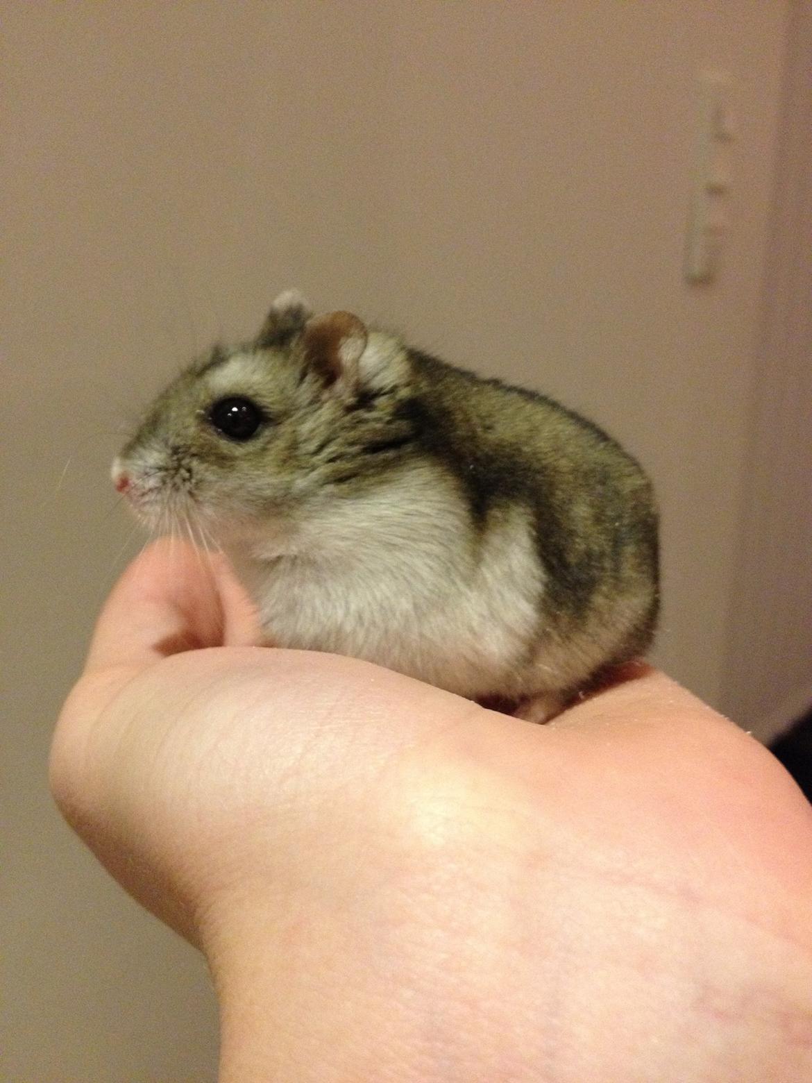 Hamster Nugga billede 18