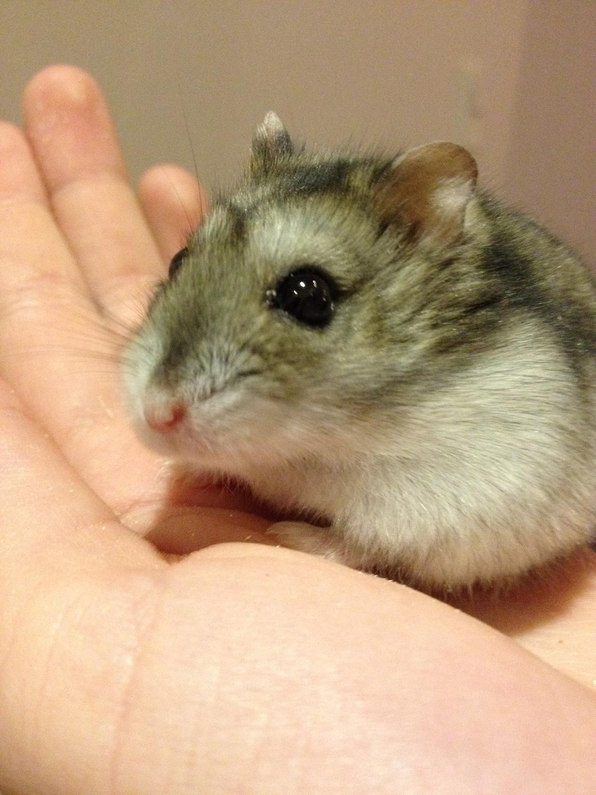Hamster Nugga billede 19