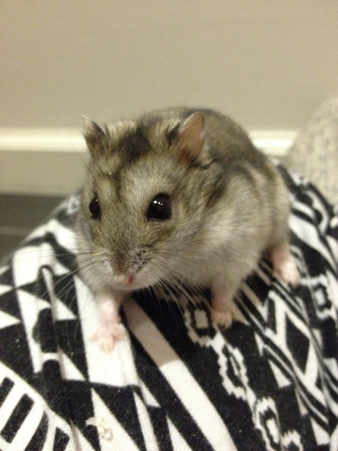 Hamster Nugga billede 20