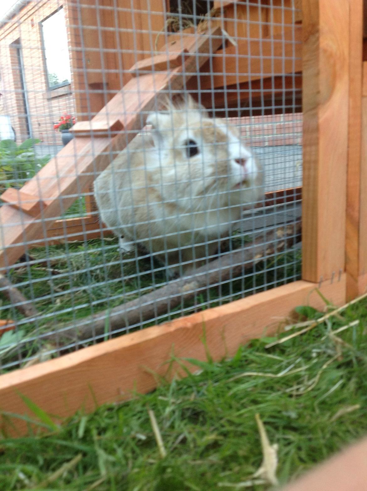 Kanin Sally billede 1