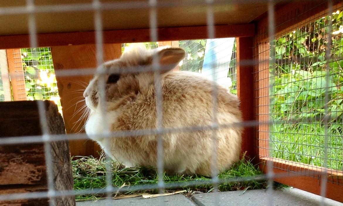 Kanin Sally billede 2