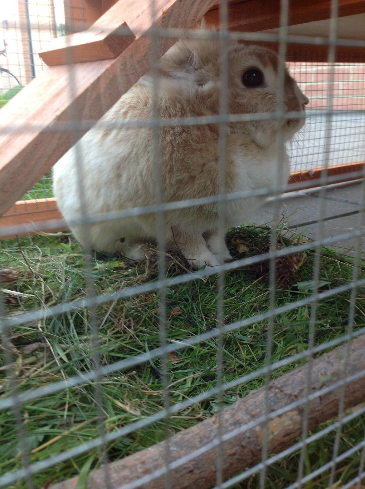 Kanin Sally billede 3