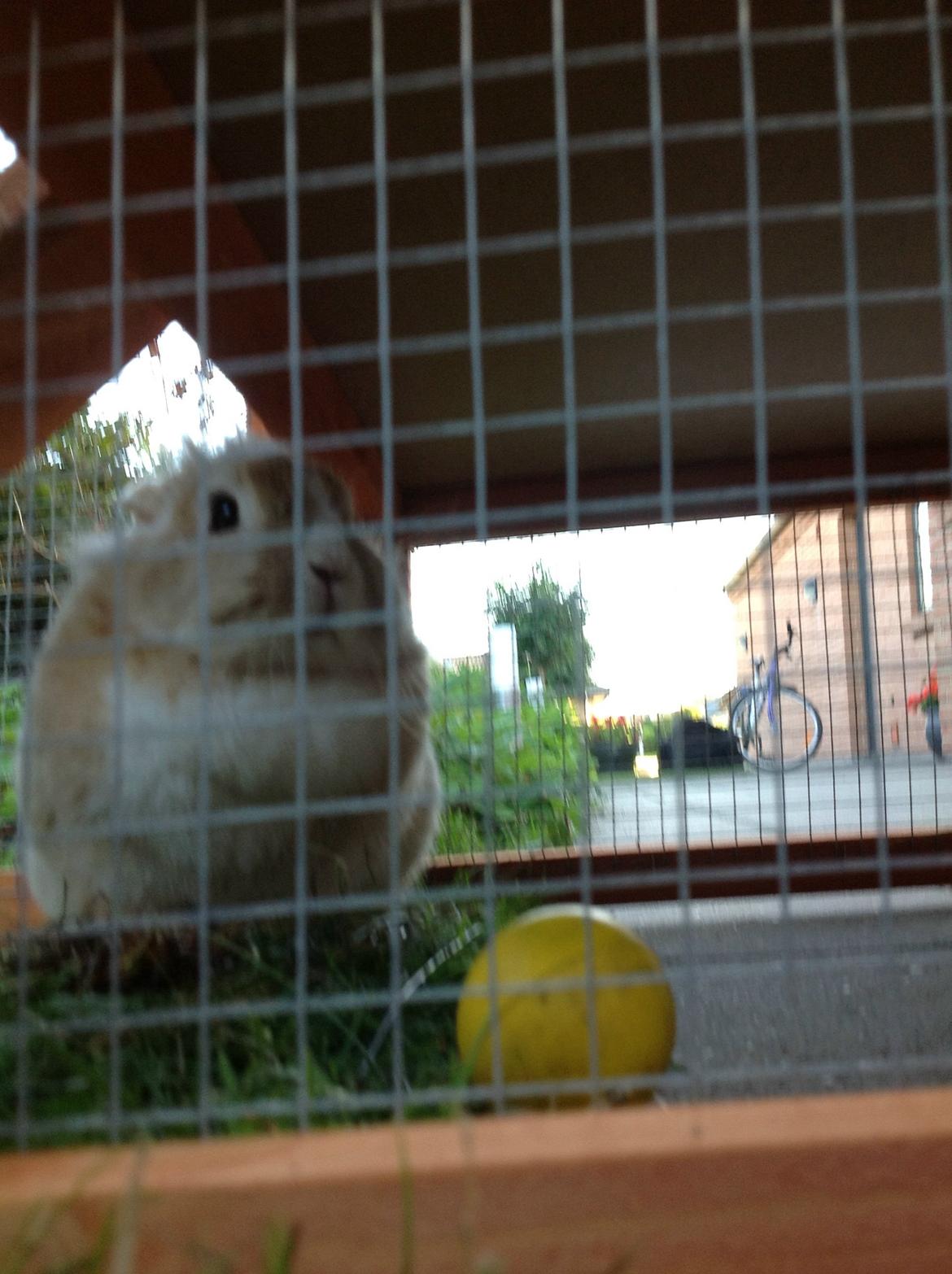 Kanin Sally billede 4