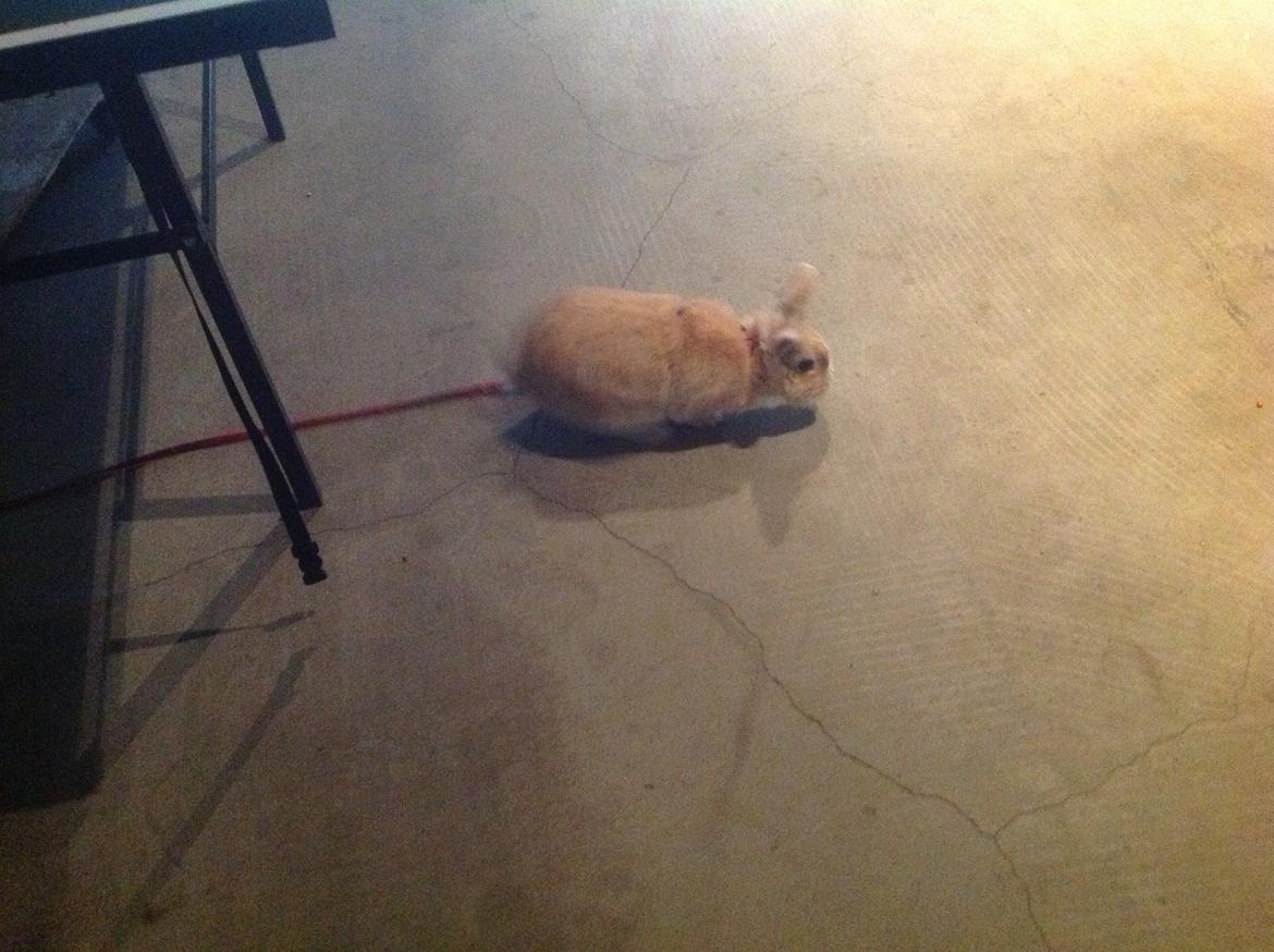 Kanin Sally billede 5