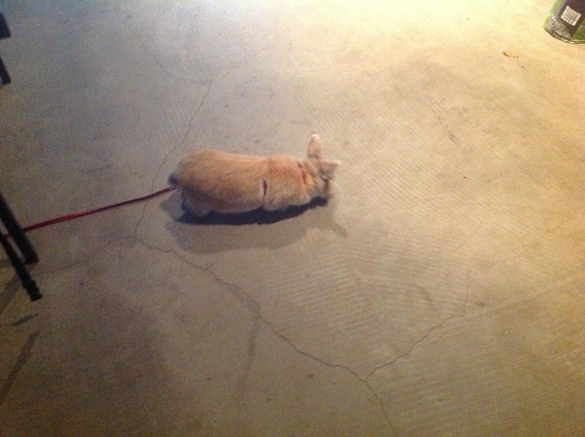 Kanin Sally billede 6