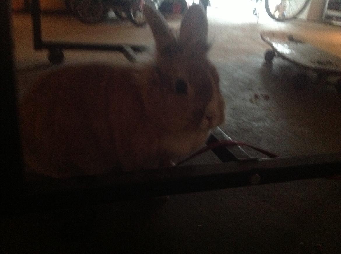 Kanin Sally billede 7