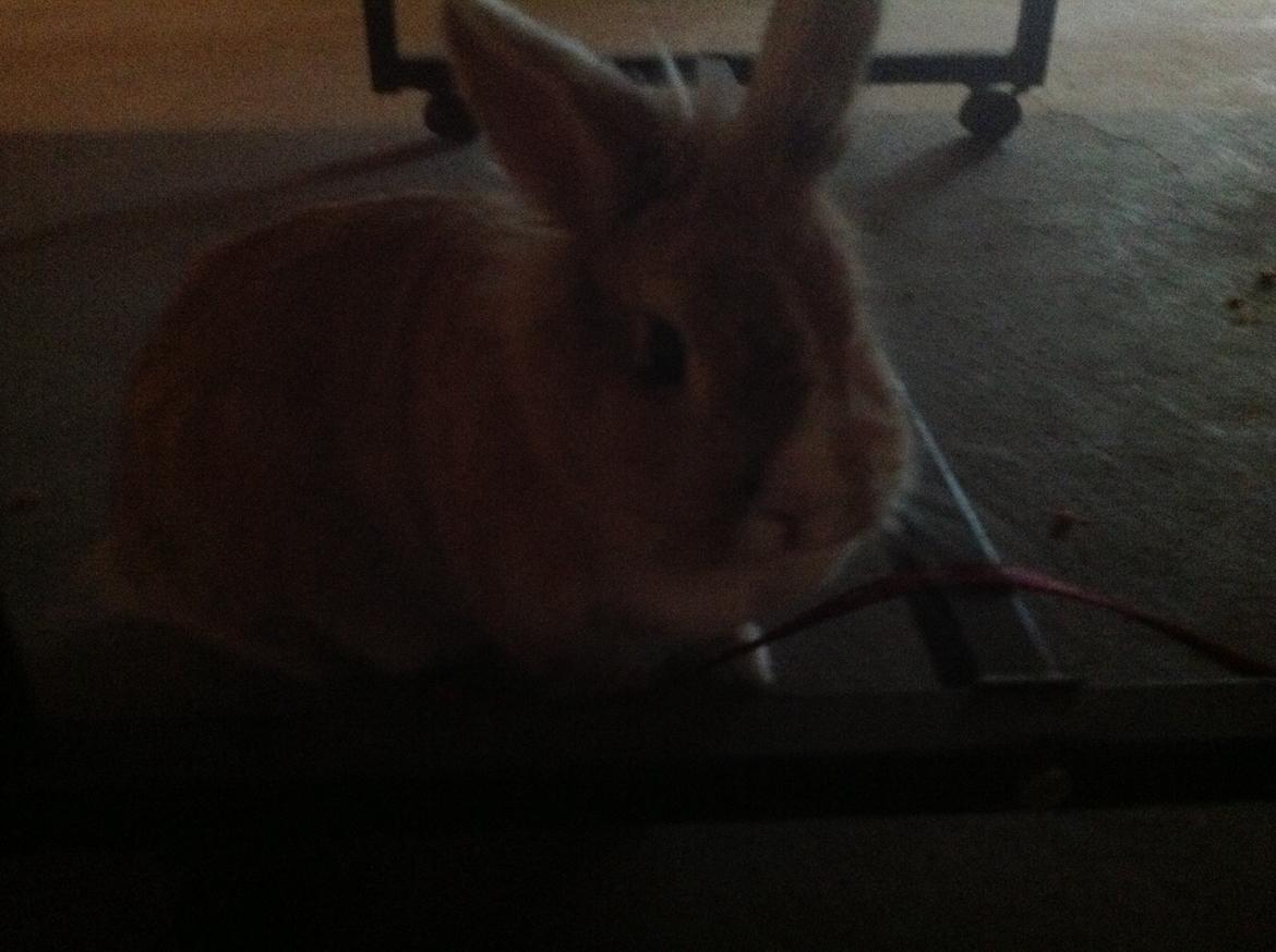 Kanin Sally billede 8